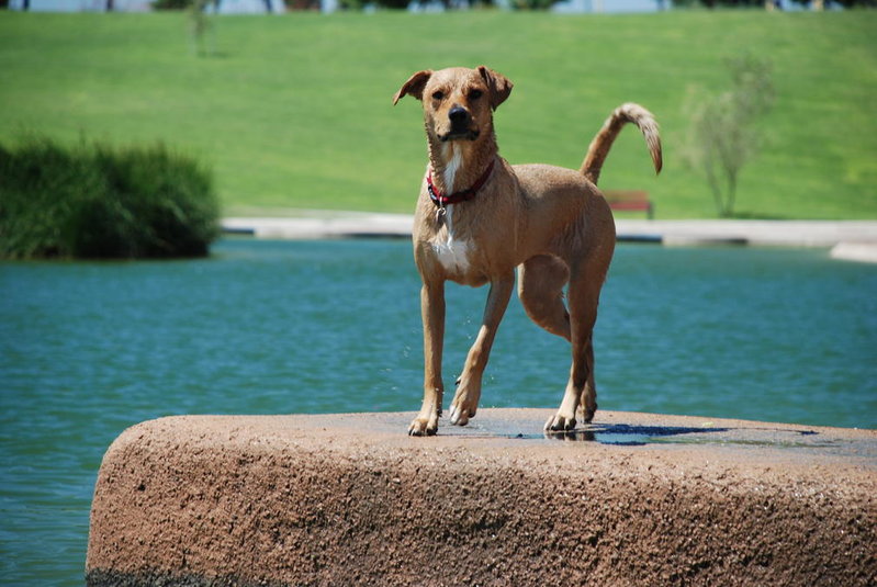 Dog park 6-12-11 036.jpg