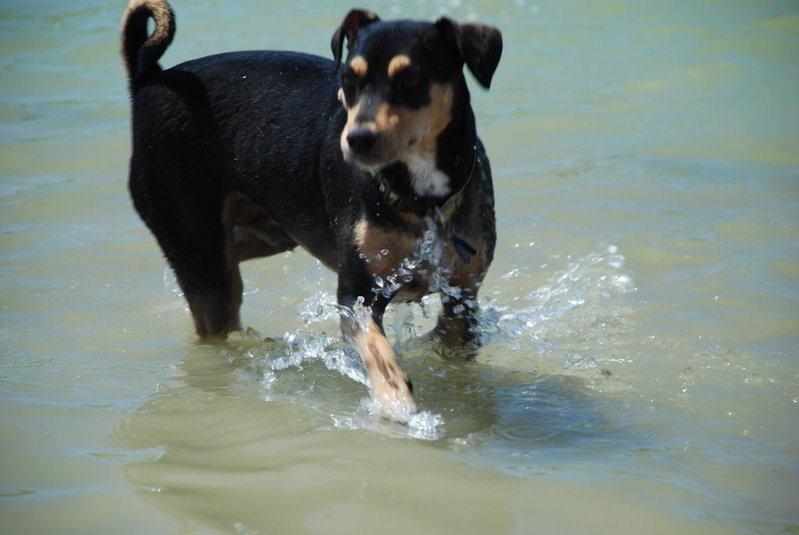 Dog park 6-12-11 049.jpg