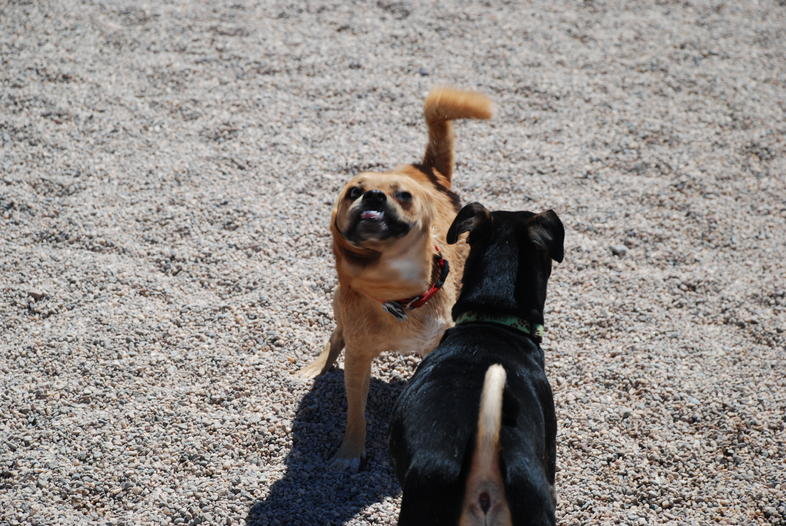 Dog park 6-12-11 055.jpg