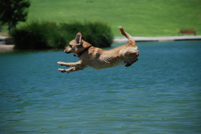 Dog park 6-12-11 068.jpg