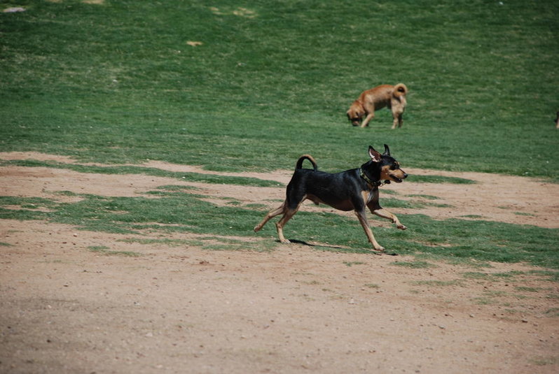 Dog park 6-12-11 069.jpg