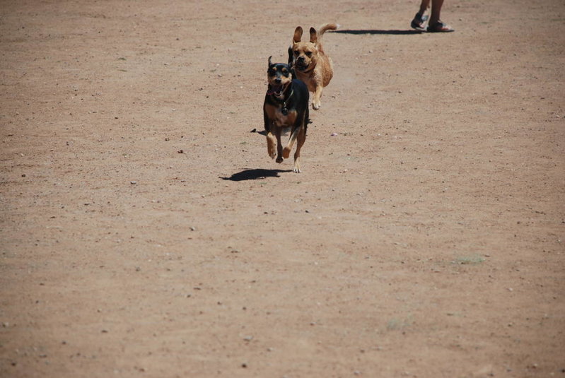 Dog park 6-12-11 087.jpg