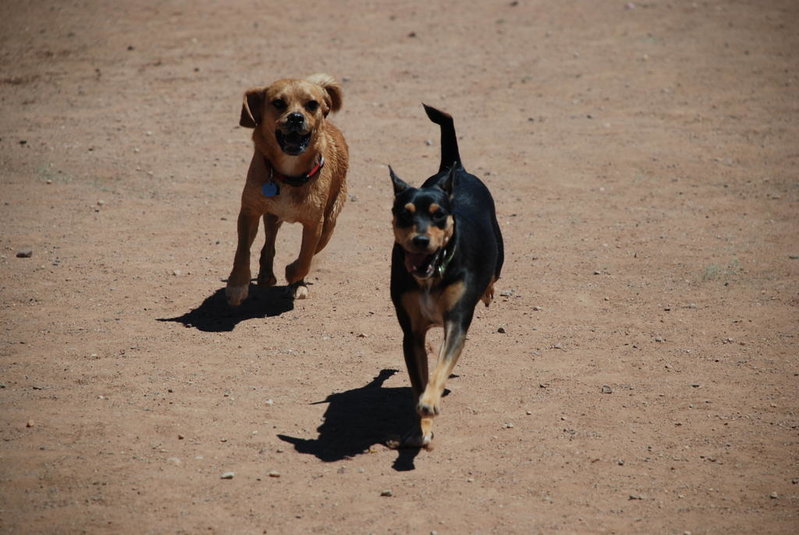 Dog park 6-12-11 088.jpg