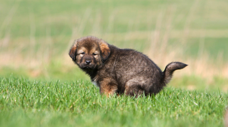 dog-pooping-848x473.jpg