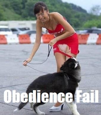dog-rips-skirt.jpg