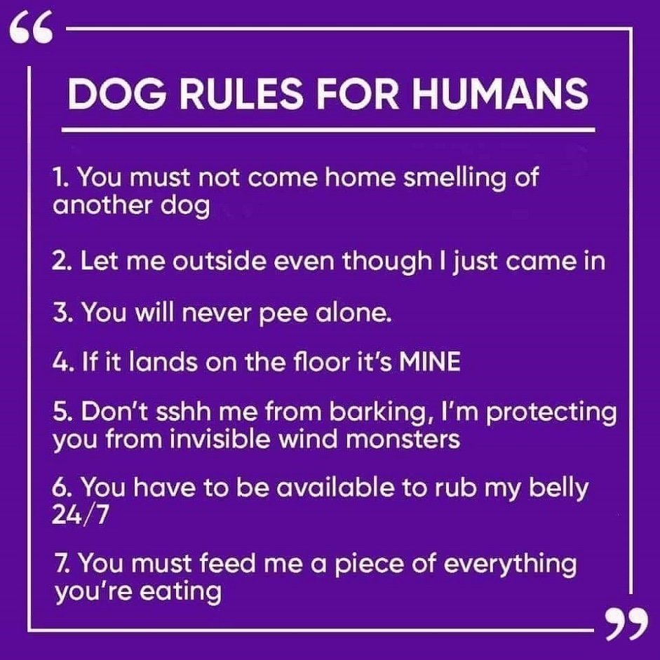 dog-rules.jpg