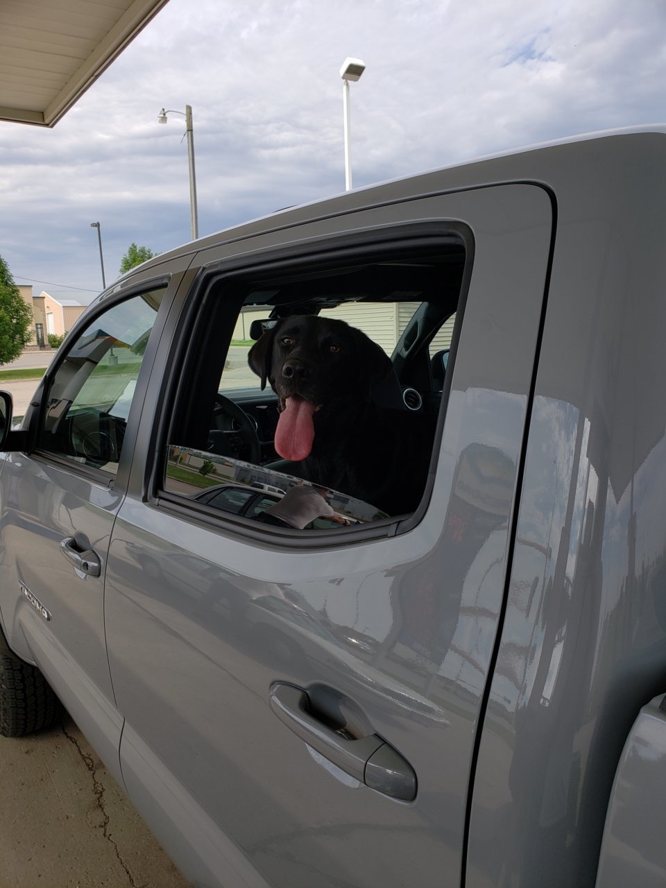 dog taco.jpg
