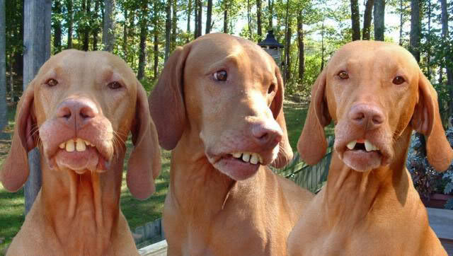 dog-teeth_07280e60c54726bdc46b66e87c36ae6ffa5dddee.jpg