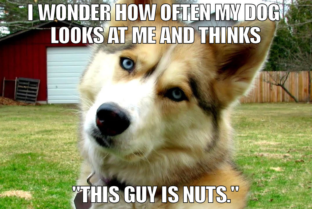 Dog Thinks I'm Nuts.jpg