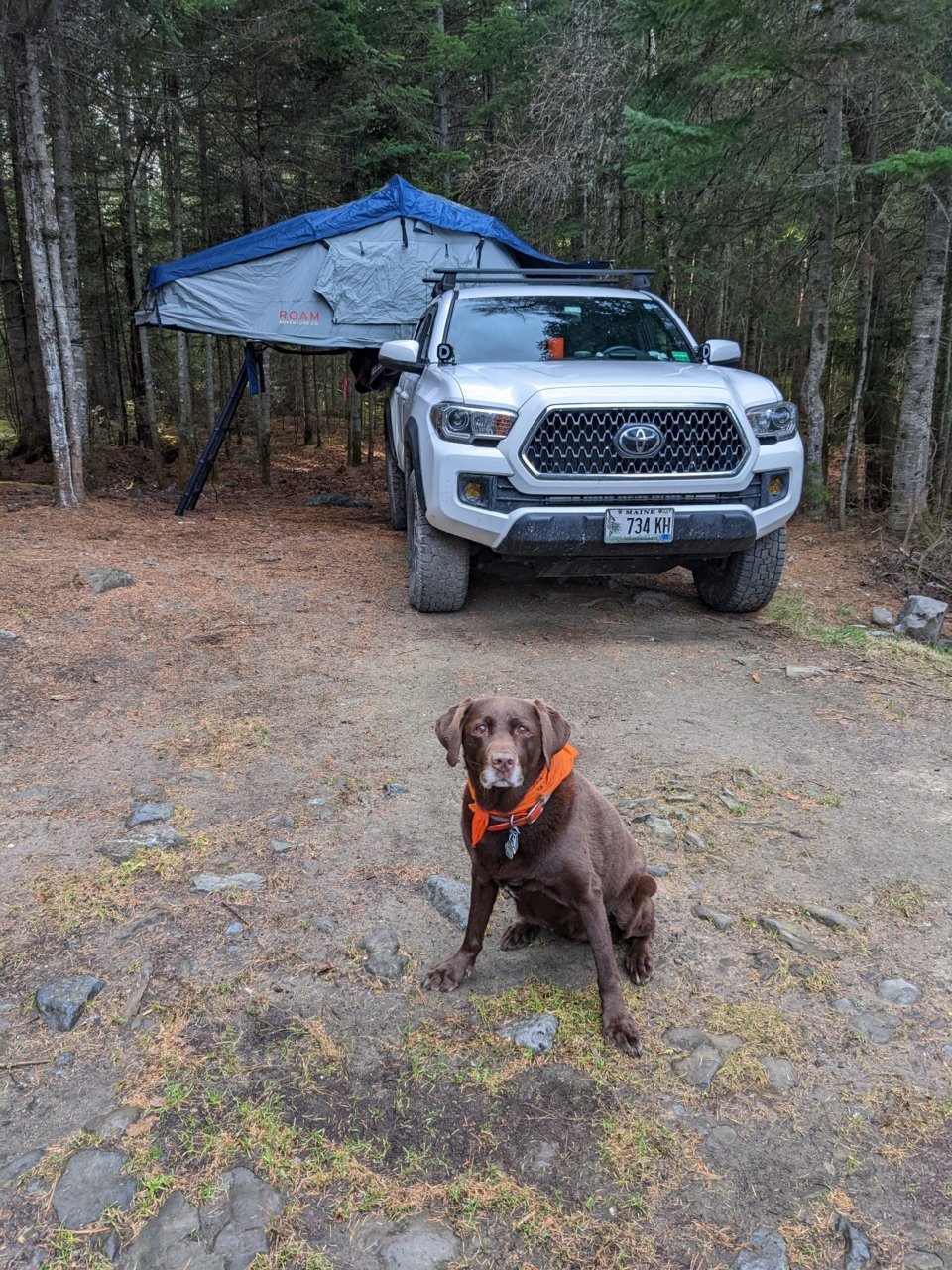 DOG TRUCK.jpg