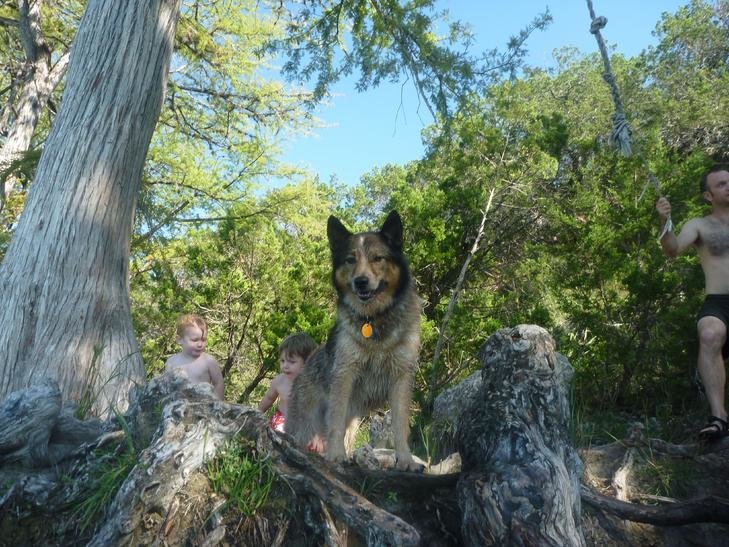 Dog1.jpg