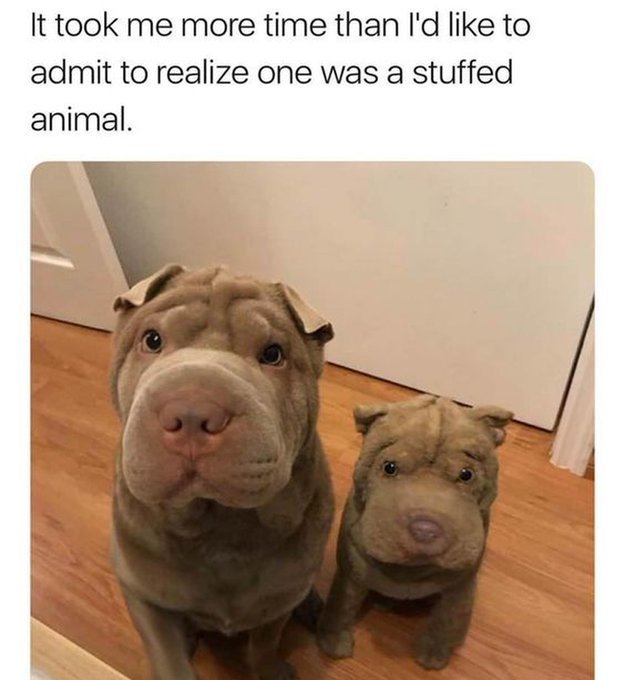 dog1.jpg