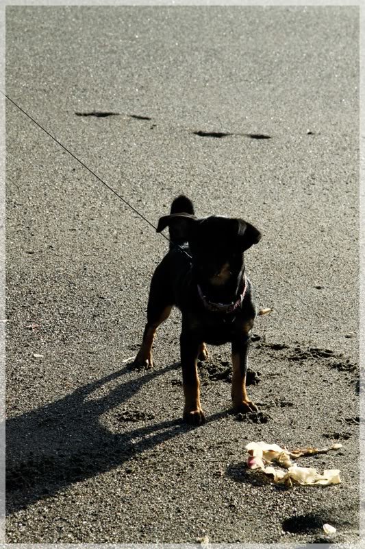 dog1_4e8083688cecdaeed432e2805d39f66d156ac6a2.jpg