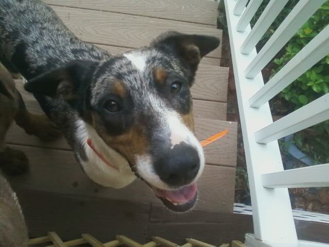dog1_e468c887bcb3373b5ebbc4d4bea0734e1223e9d3.jpg