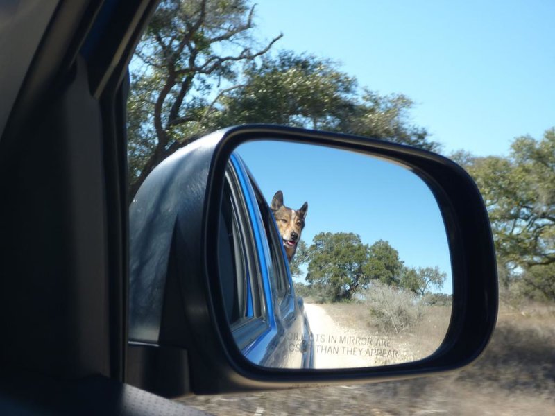 Dog2.jpg