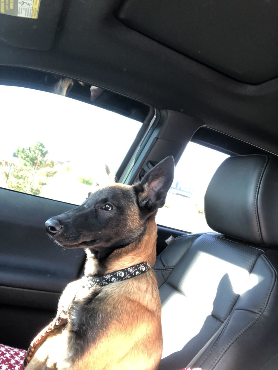 DOG2.jpg