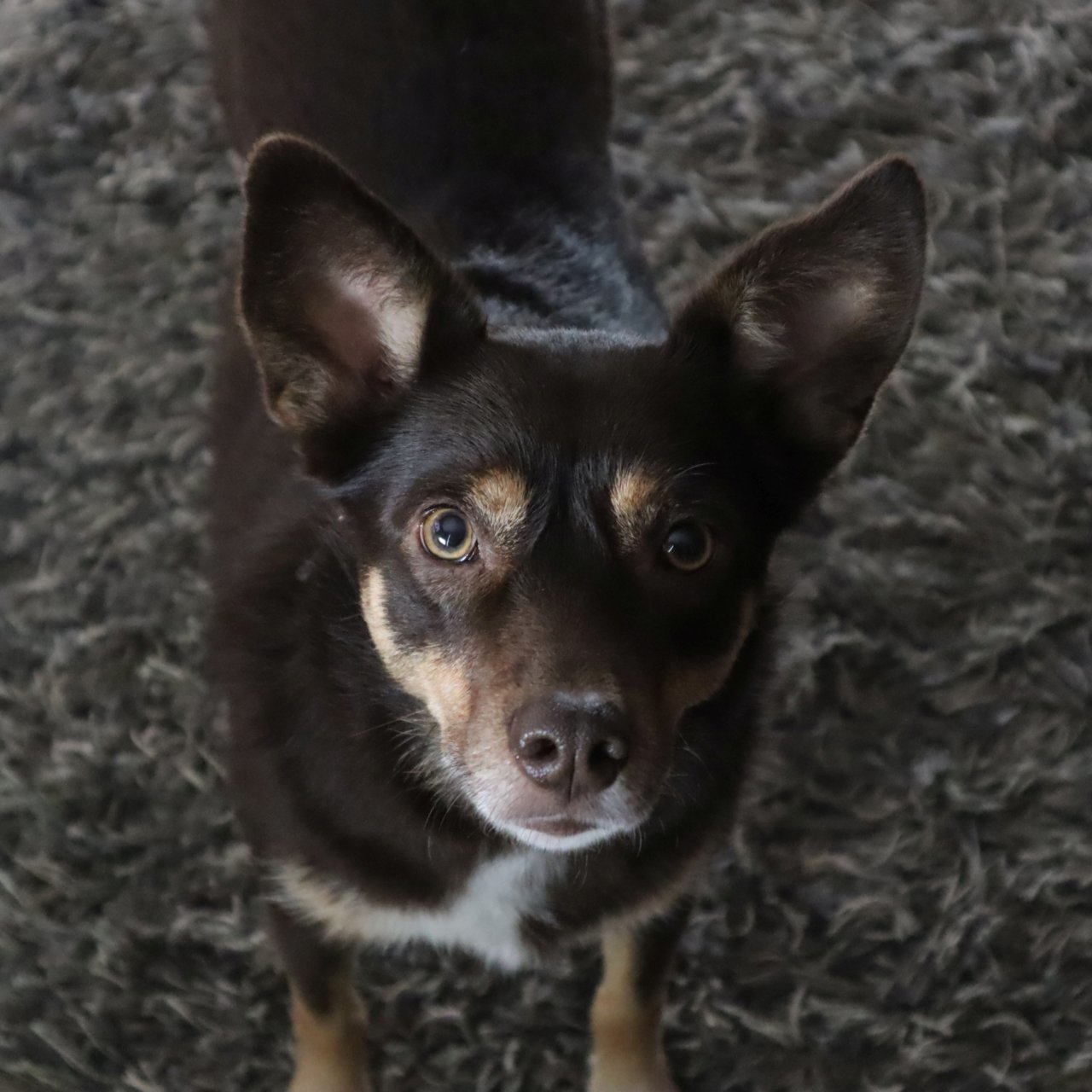 dog2.jpg
