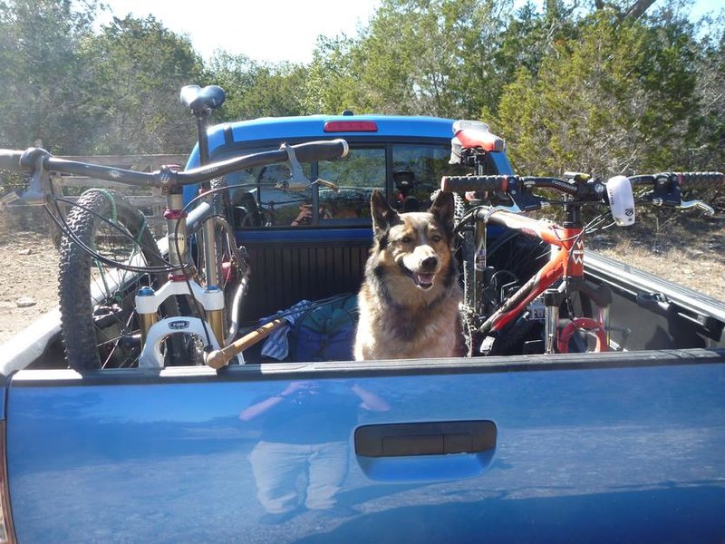 Dog3.jpg