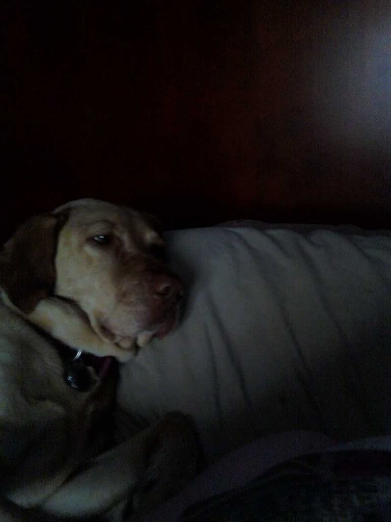 dog3_9c8059ca85592e8ac870e508ed4712cf3573c50d.jpg