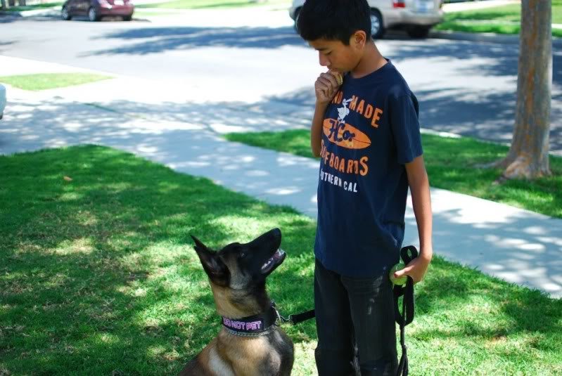 dog3_bd2cce3d89ba9a2a42a741311493a02d894245b4.jpg