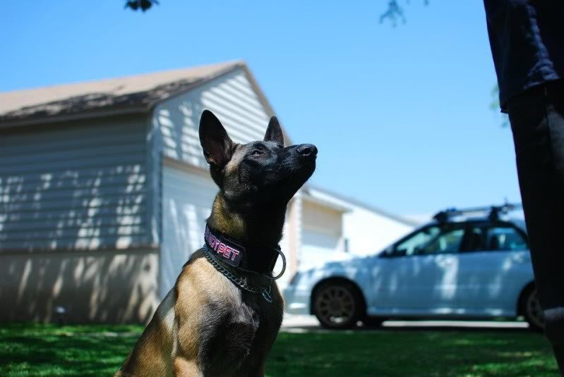 dog4_ced9179a74cea3d56f4d3357489537adda459b04.jpg