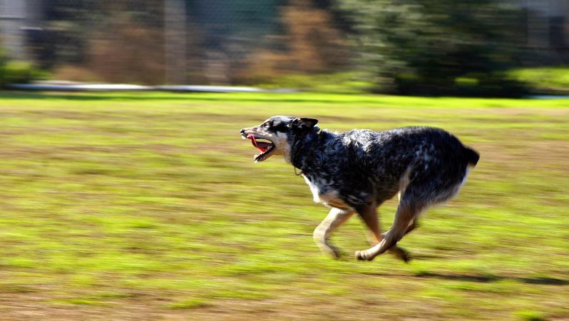 DOG5.jpg