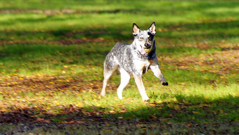 DOG6.jpg