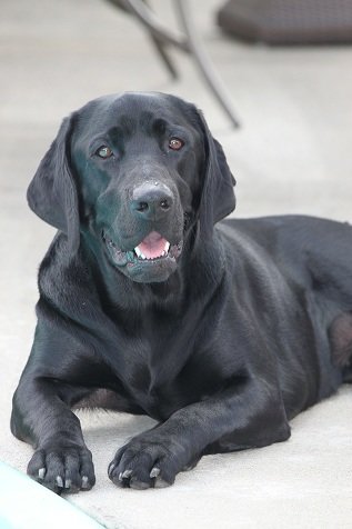 dog_d748d888952addb89422b2a7a3f6a6a050caaaeb.jpg