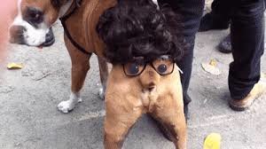 DOG_HALLOWEEN.jpg