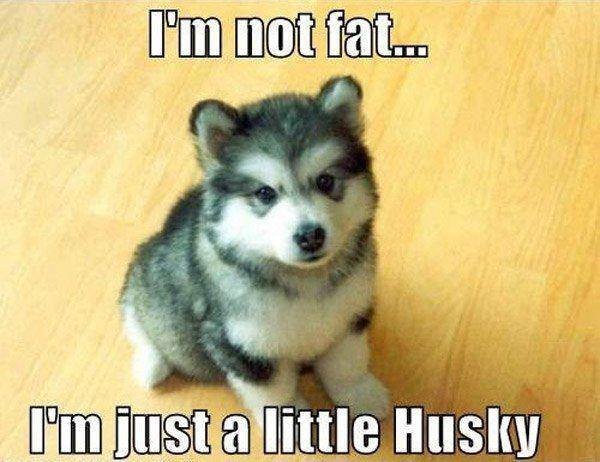 dog_husky_puppy_cute.jpg