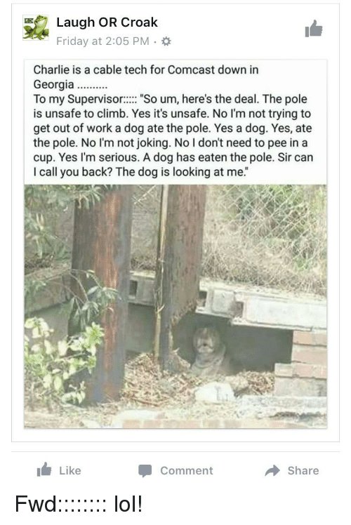 DogAtePole.jpg