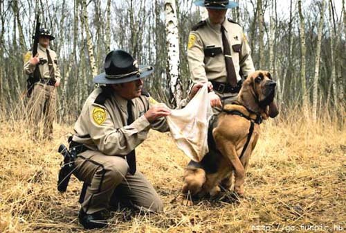 DogBloodhound.jpg