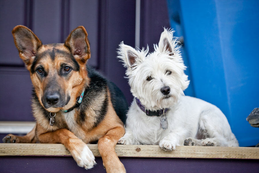 Doggies-001sm_f05cc7617d375db653490bd810da2c2fc781fb49.jpg