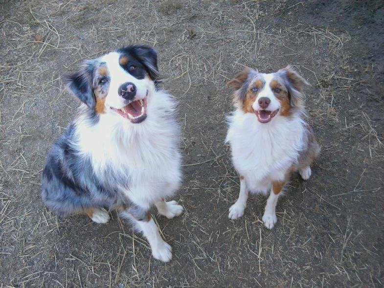 doggies.jpg