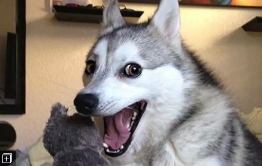 doggo.jpg