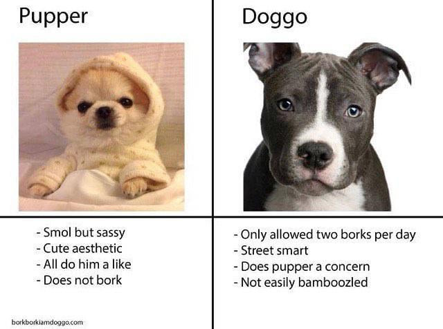 doggo.jpg
