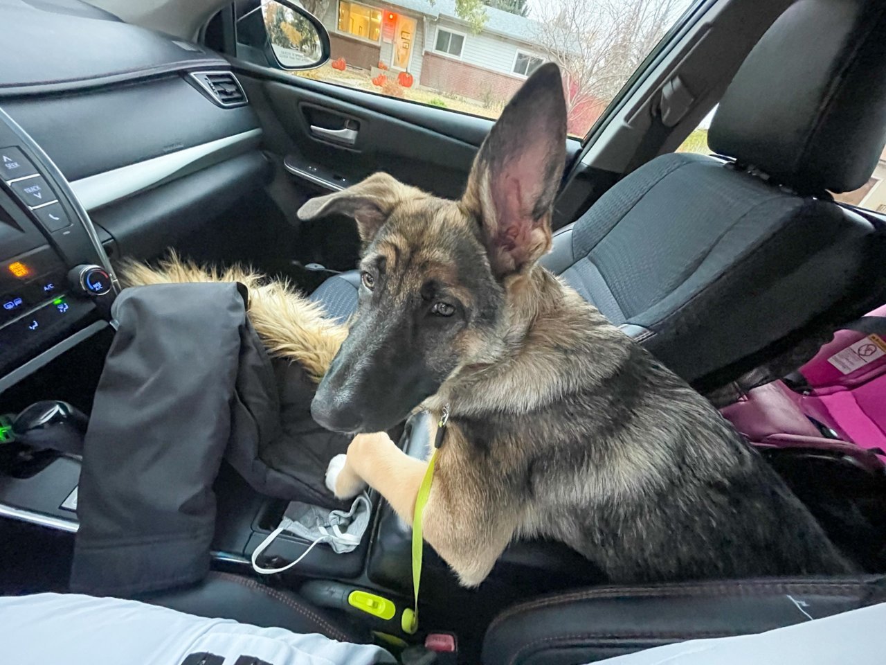 doggo.jpg