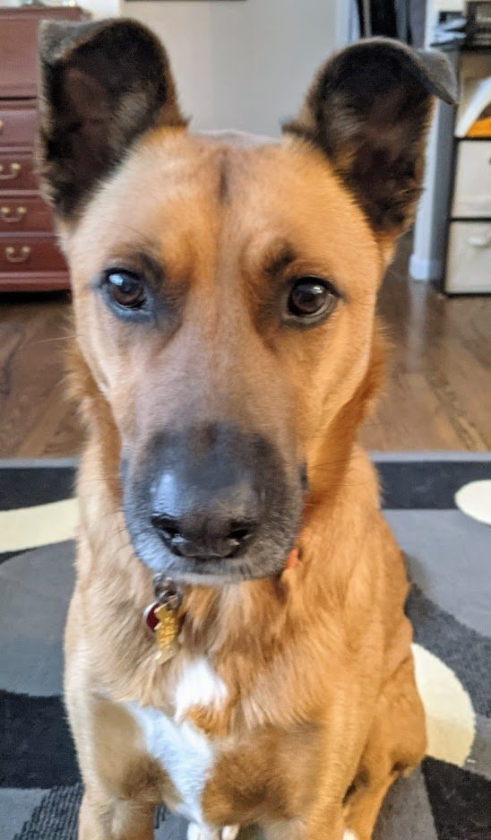 doggo.jpg