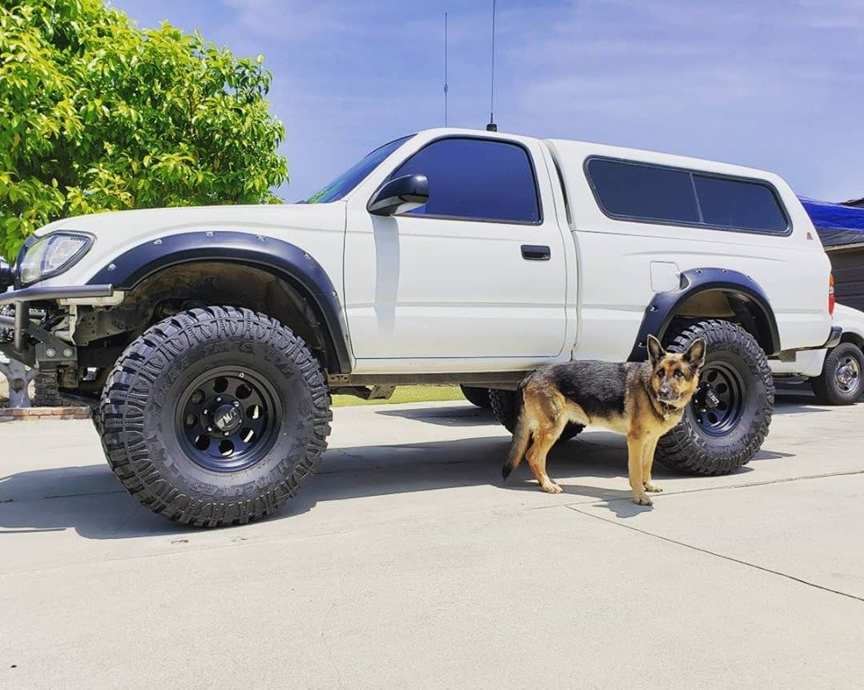 doggos.jpg