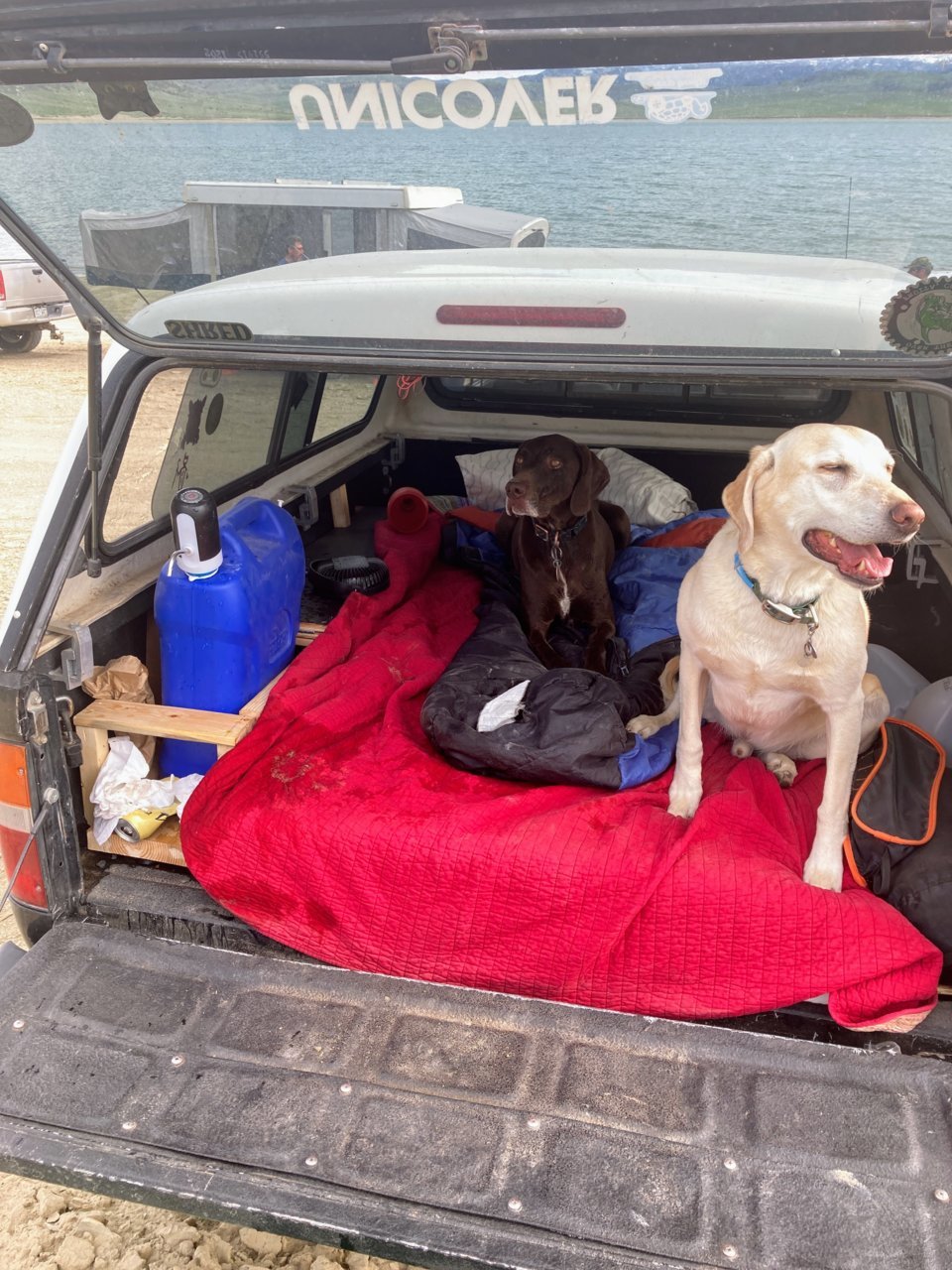 Doggos.jpg