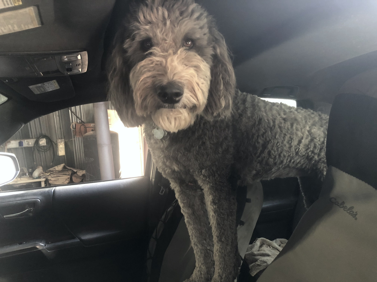 doggy.HEIC.jpg