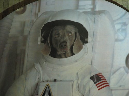 doginhelemt.jpg
