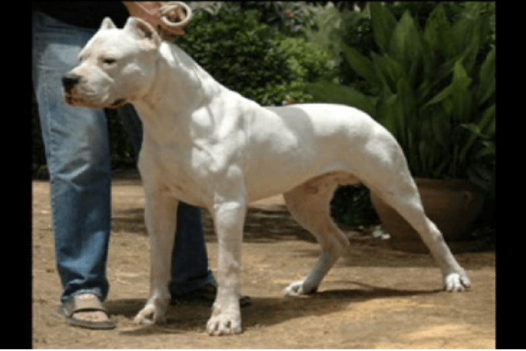 DogoArgentino-1_ab3983489be86b35c7daf05e42f47040d919c77f.png