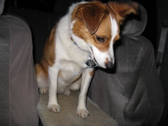 dogonramp_4d430bc54e4e10e5e8ad10a1b5cbabed2e51dd39.jpg
