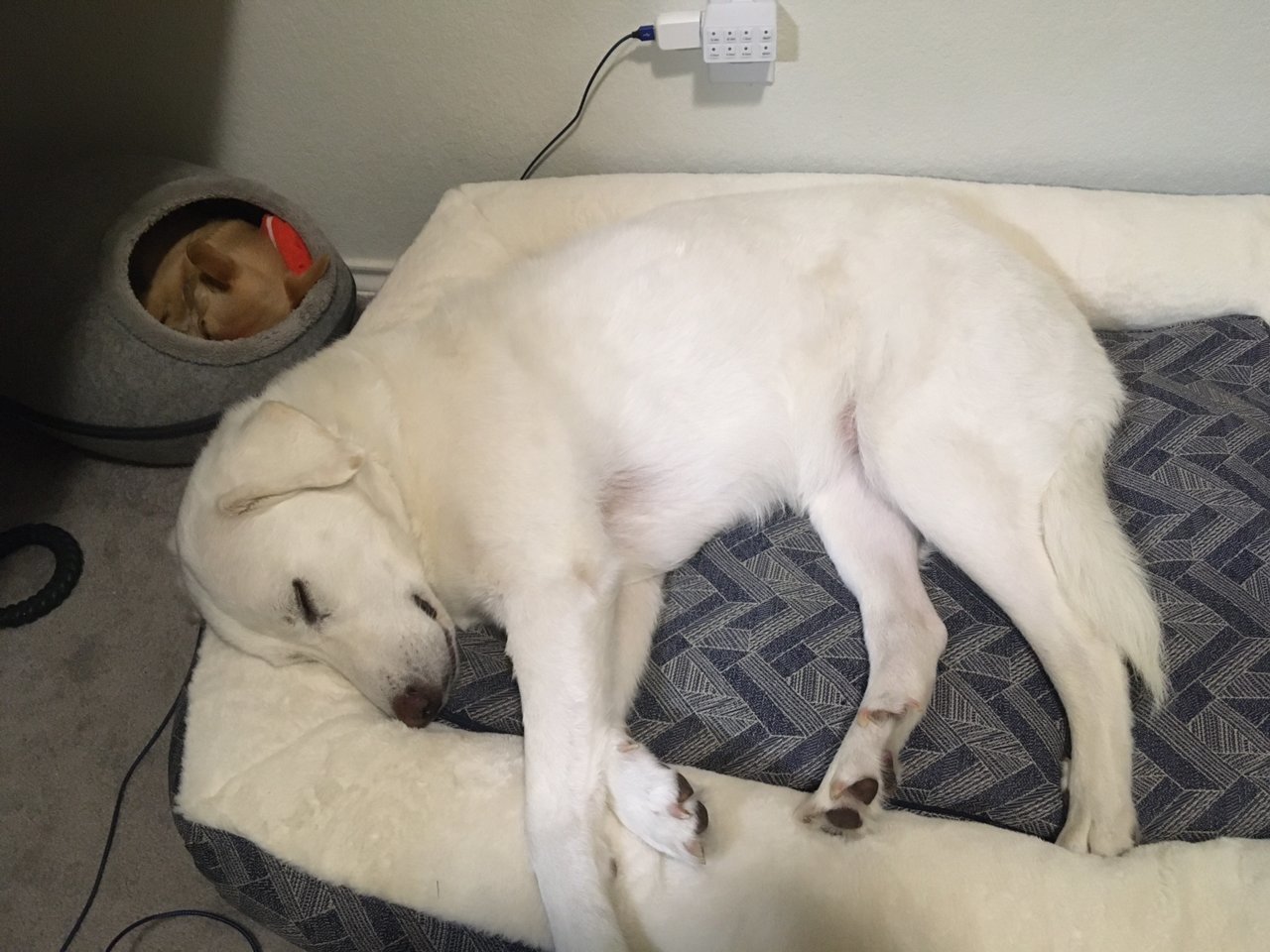 dogos .jpg