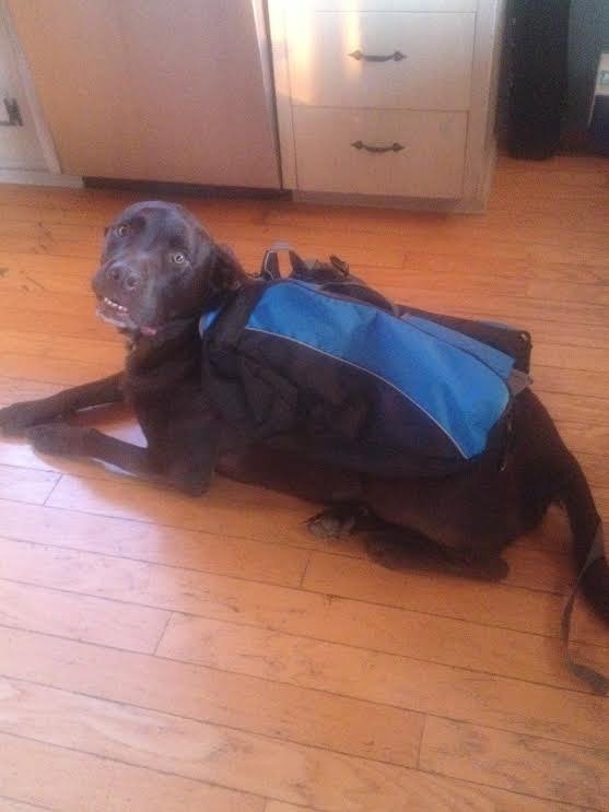 dogpack2_zpsnmiwmzb5_93664742cf111335a87672efa442f553cdc26148.jpg