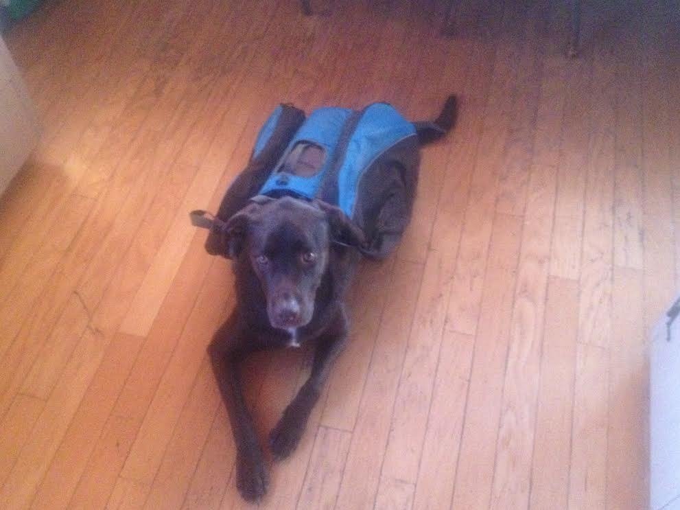 dogpack_zpsc6fvkjb5_3c96481f7e8455542ef7e44e27e7fdabfb3b2779.jpg