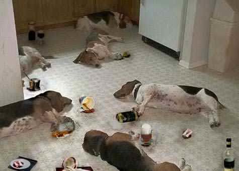 DogParty.jpg