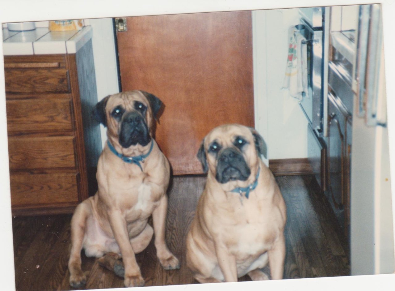 dogs 001.jpg