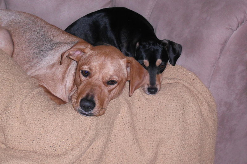 Dogs 001.jpg